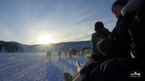 2 Hours Meet N Greet & Dog Sledding
