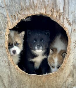 Meet the Greenlandic Sled Dog